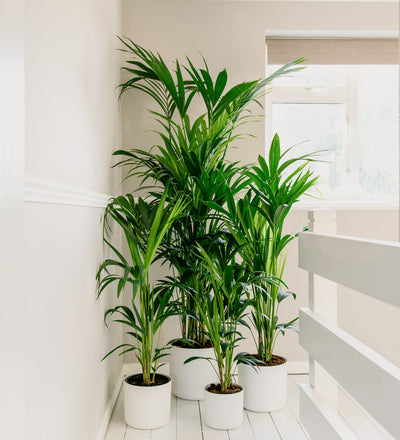 kentia palm – the ultimate care guide