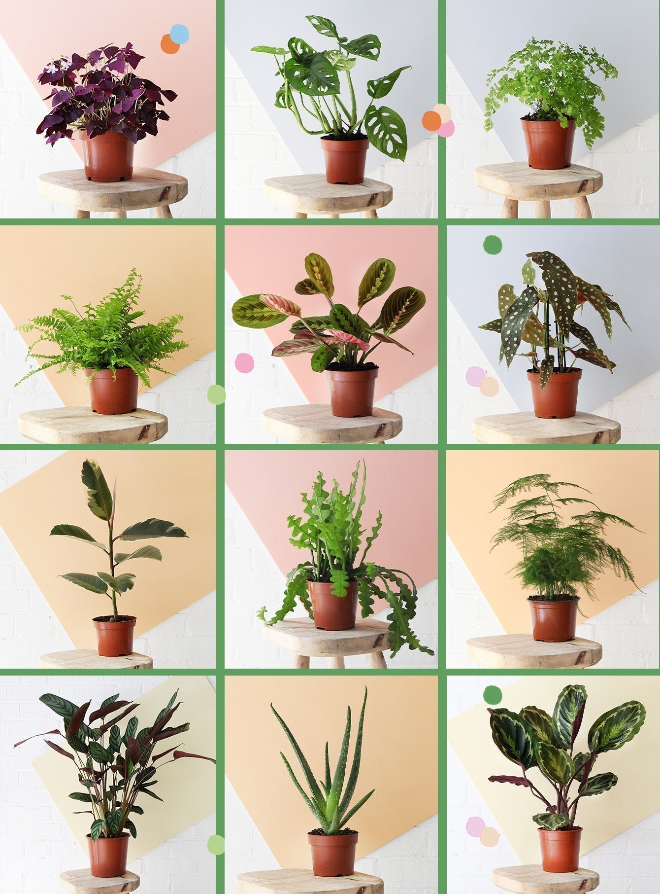 Heritage Heroes: The Plants That Started It All