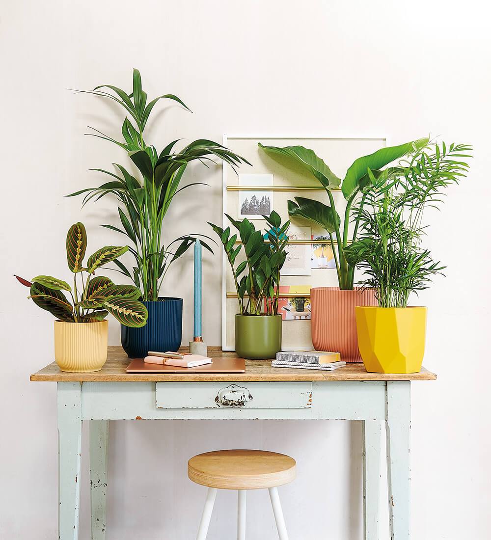 Why Office Plants Are Essential in 2025