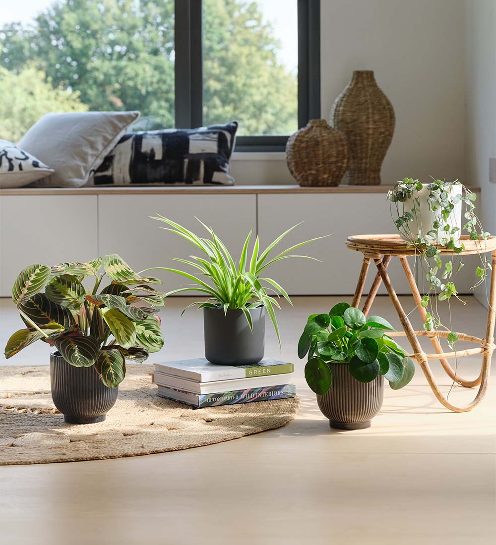 pet friendly house plants uk Pet Friendly Plant Bundle