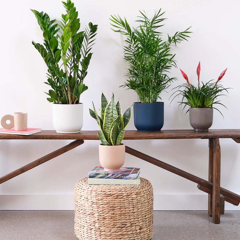 Unkillable Plant Bundle