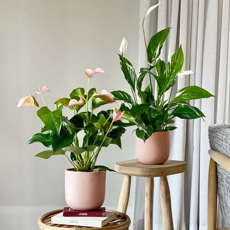 Peace, peach & love pair