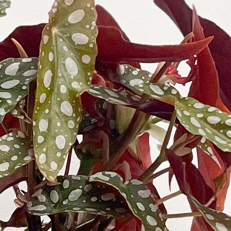 Polka Dot Begonia & Pot