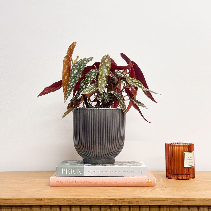 Polka Dot Begonia & Pot