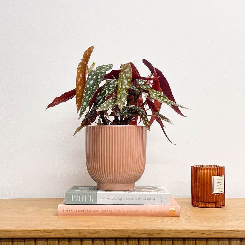 Polka Dot Begonia & Pot