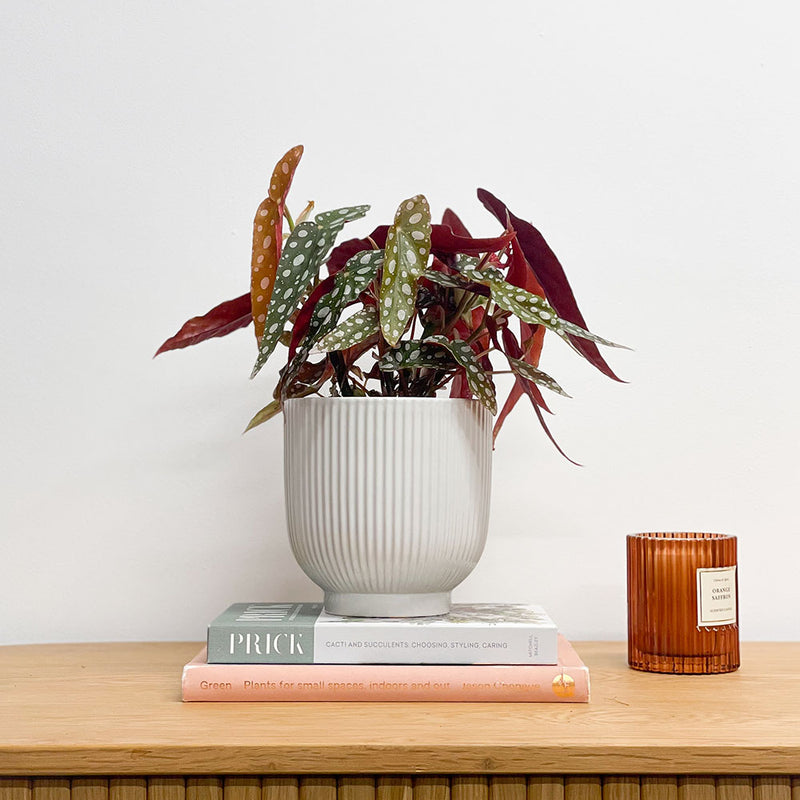 Polka Dot Begonia & Pot