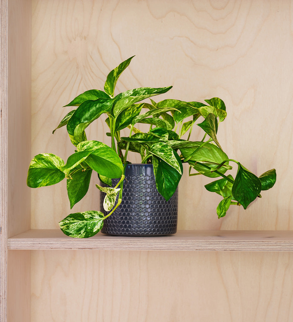 pothos uk Marble Queen Pothos (Epipremnum Aureum 'Marble Queen')