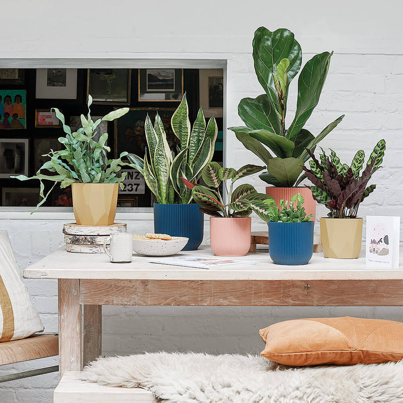 6 Months of Houseplants Bundle