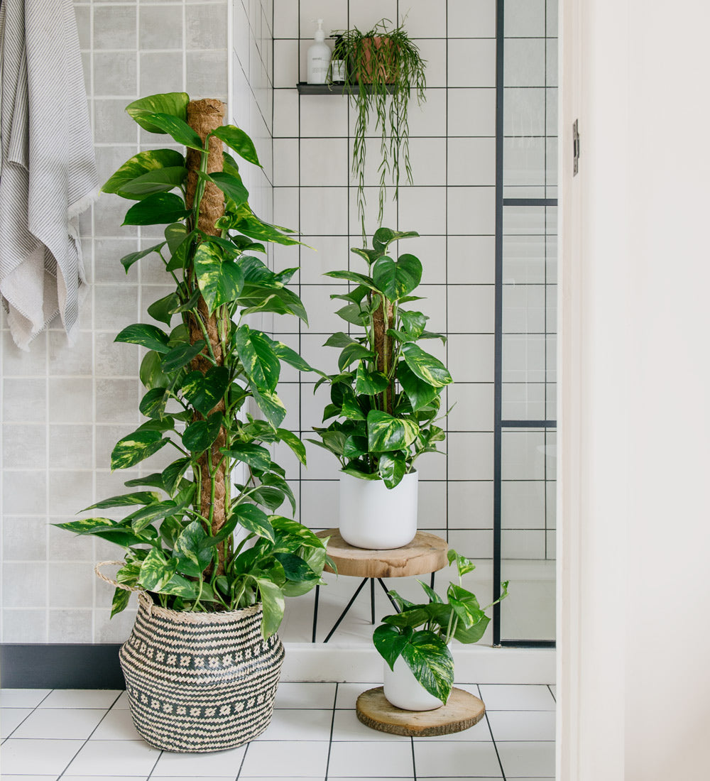 pothos plant uk Devil's Ivy