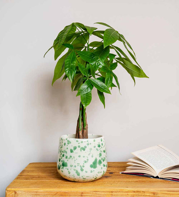 Splatter Pot x Hot Pottery Green