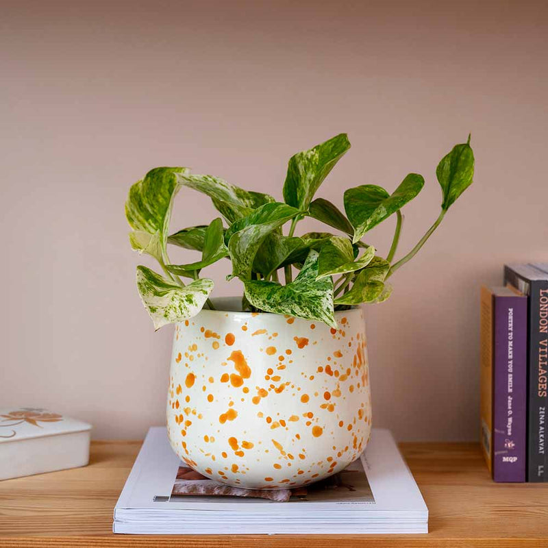 Splatter Pot x Hot Pottery Orange