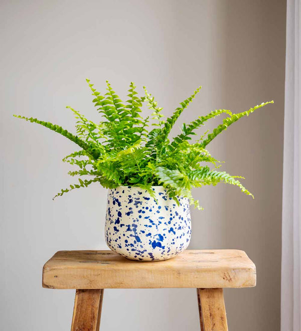 Splatter Pot x Hot Pottery Blue