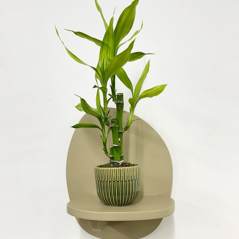 Mini Lucky bamboo & pot