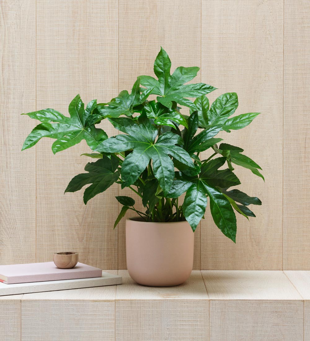 Fatsia Japonica