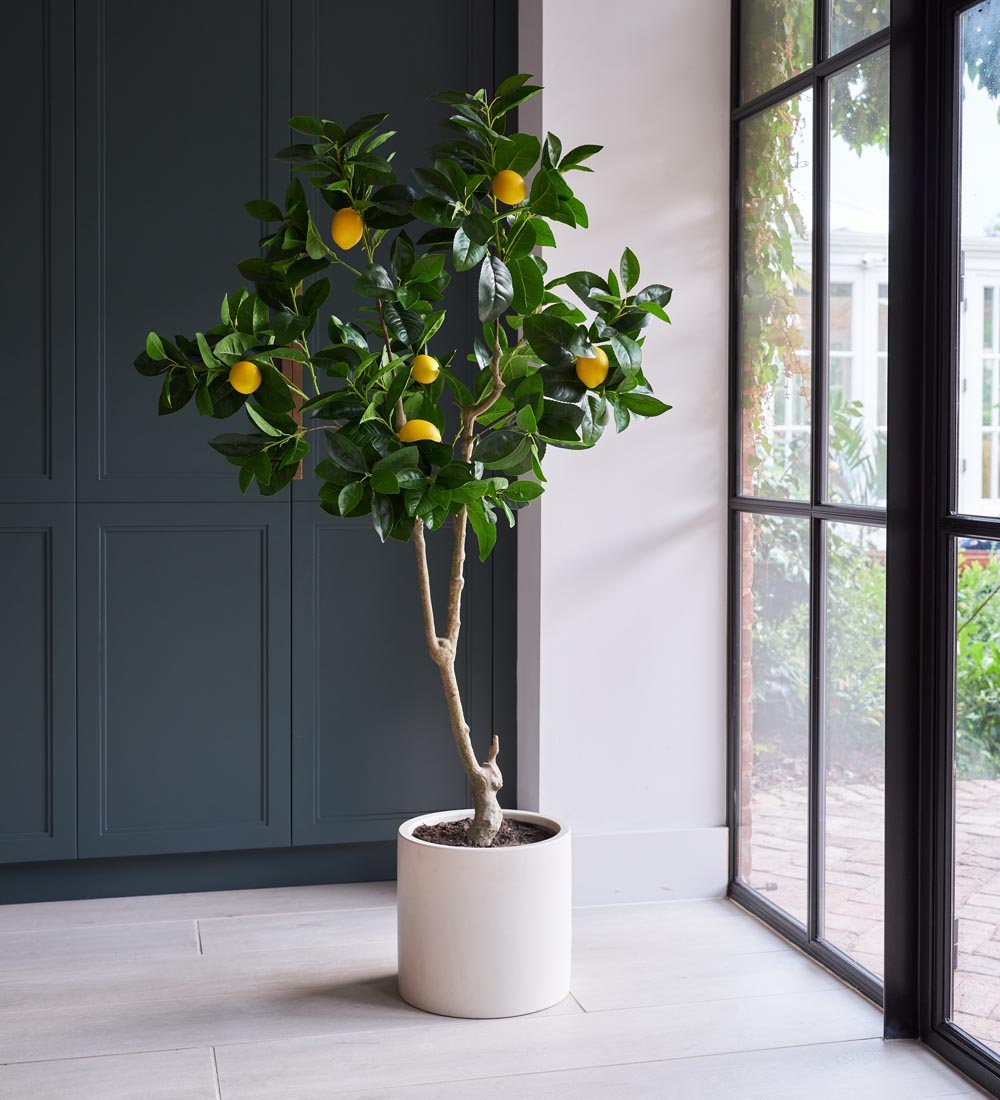 Lemon Tree Indoor Plant How To Grow Lemon Tree In A Pot In The lemon-tree-indoor-plant-how-to-grow-lemon-tree-in-a-pot-in-the