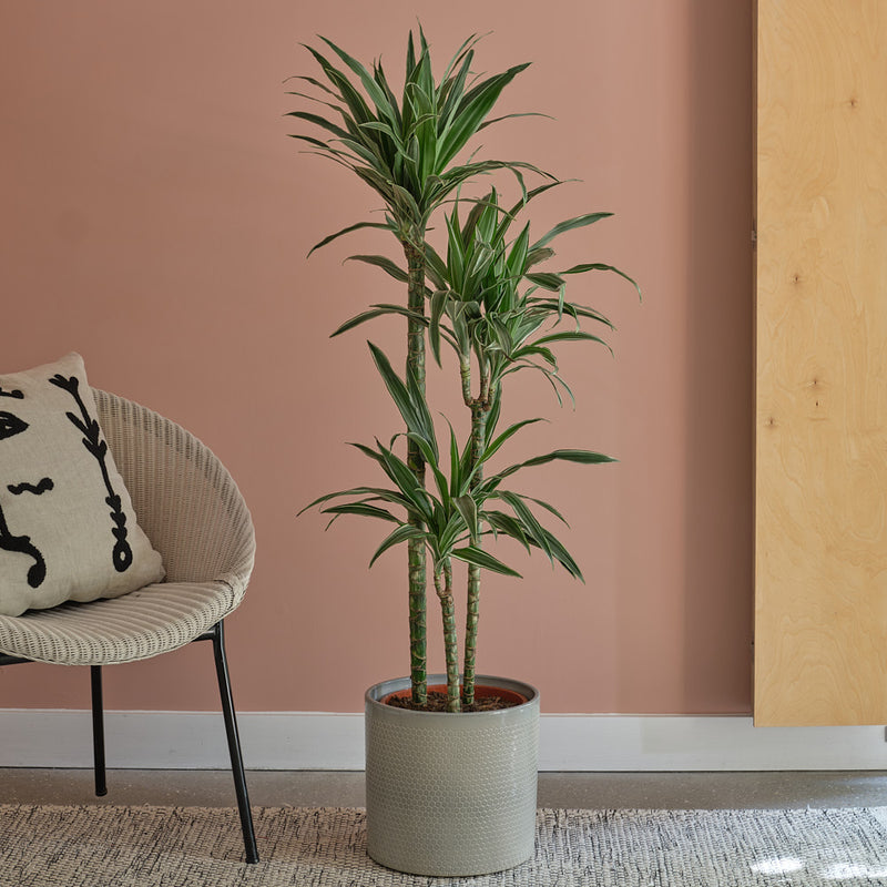 Large Dracaena Fragrans Warneckei