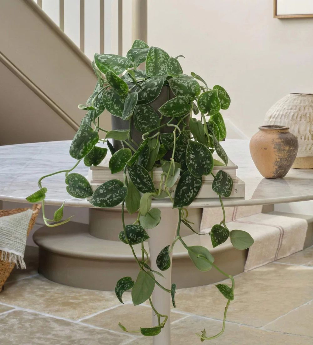 hanging silver pothos Hanging Satin Pothos