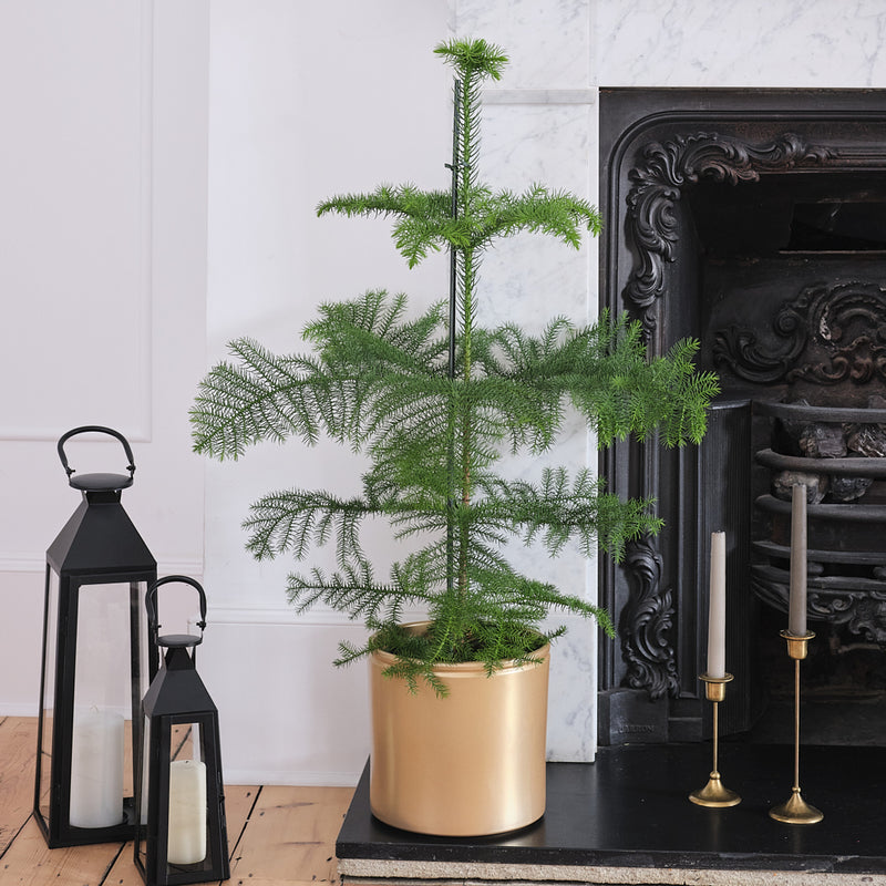 Norfolk Pine & Pot