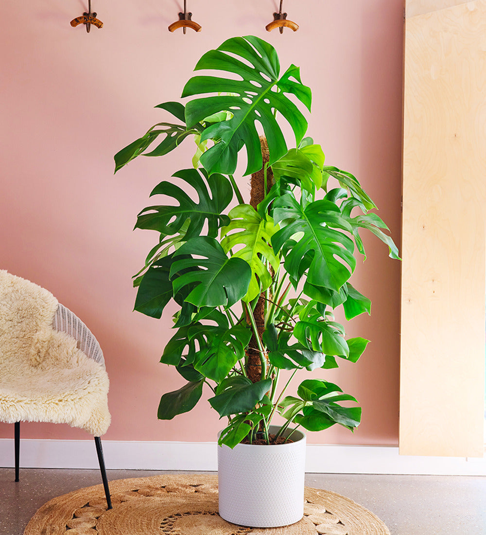 swiss cheese plant tall Buy the Tall Monstera Deliciosa on a Moss Pole (Swiss Cheese plant), indoor houseplant online