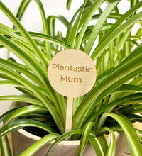 Plantastic Mum Plant Pick Image