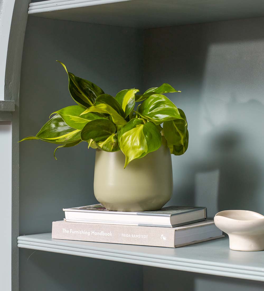 philodendron brasil uk Philodendron Brasil