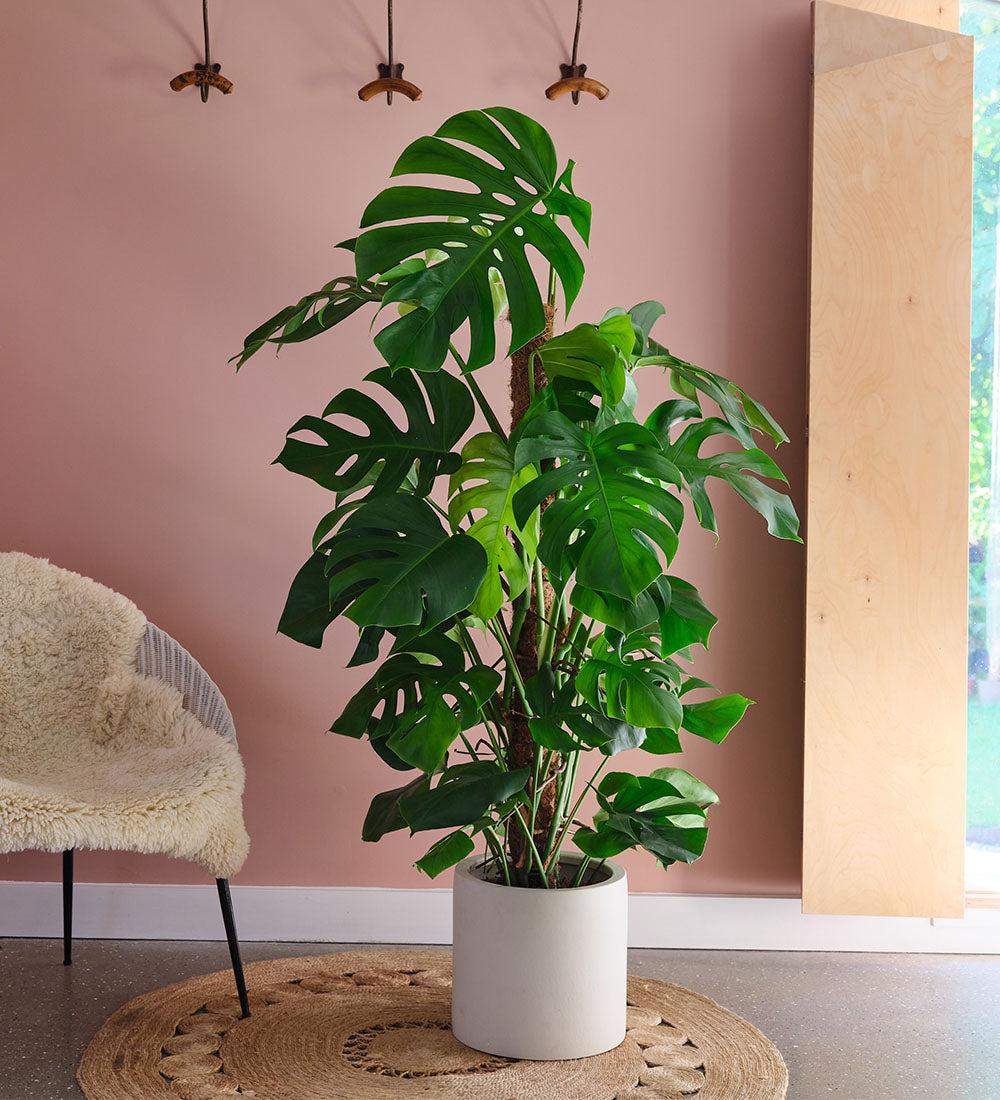 swiss cheese plant in pot Buy the Tall Monstera Deliciosa on a Moss Pole (Swiss Cheese plant), indoor houseplant online