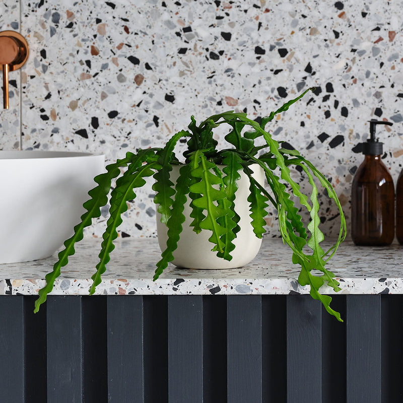 Fishbone Cactus & Pot