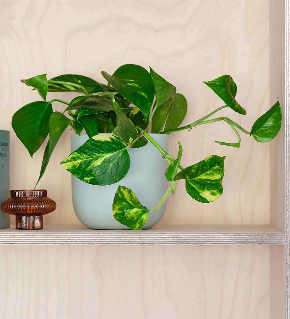 devils ivy plant pot Devil's Ivy & Pot