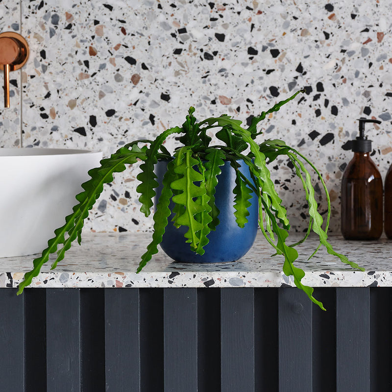 Fishbone Cactus & Pot