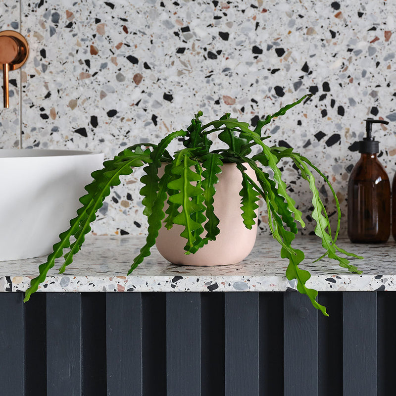 Fishbone Cactus & Pot