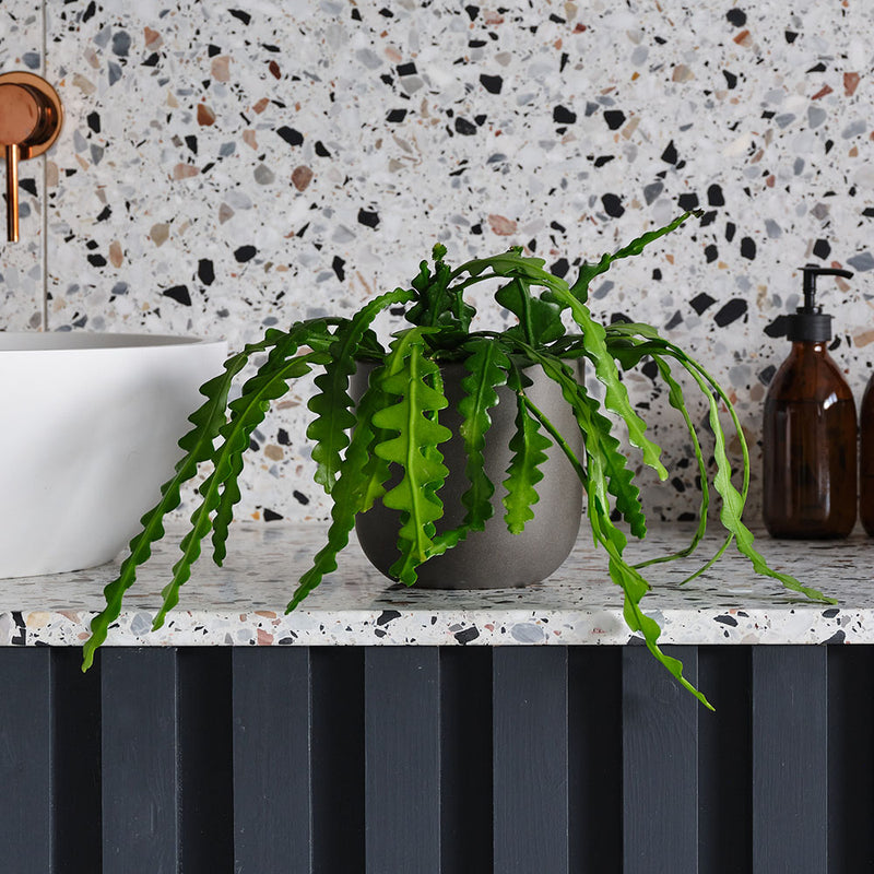 Fishbone Cactus & Pot