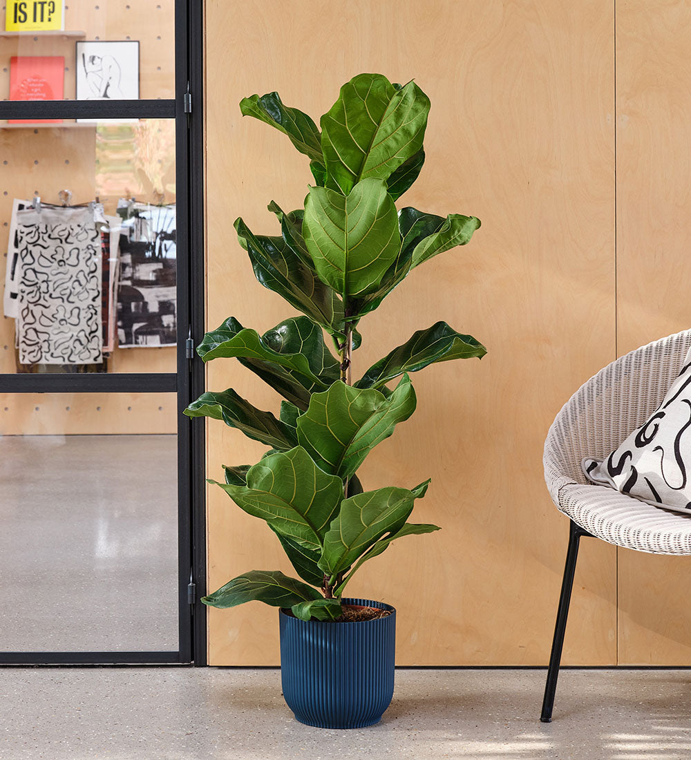 Fiddle leaf Fig Pot