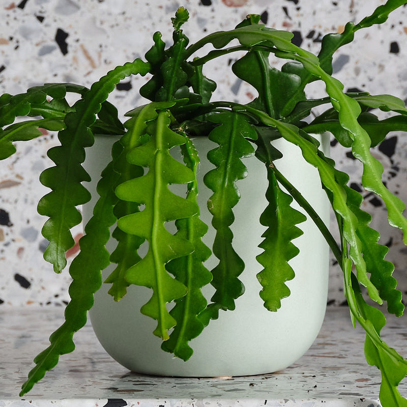 Fishbone Cactus & Pot