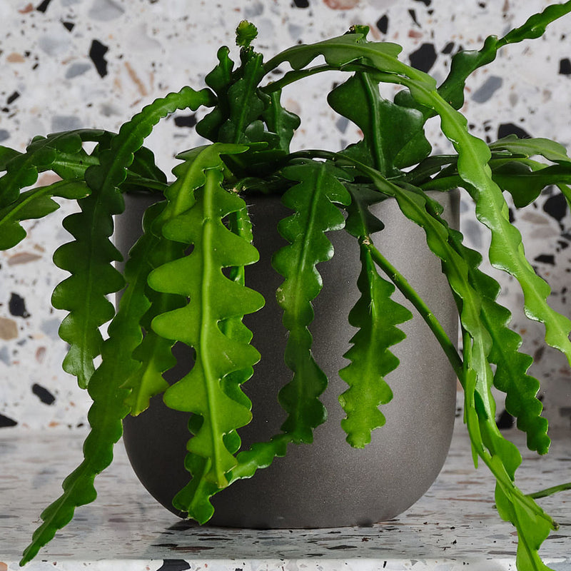 Fishbone Cactus & Pot