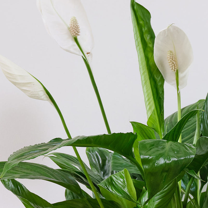 Peace, peach & love pair