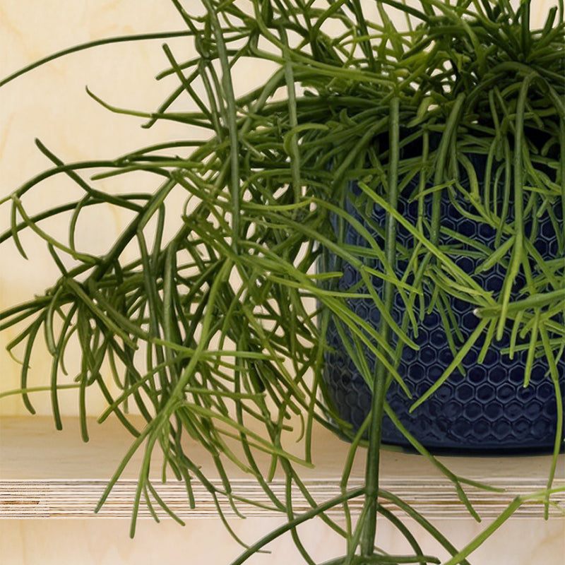 6 Months of Houseplants Bundle