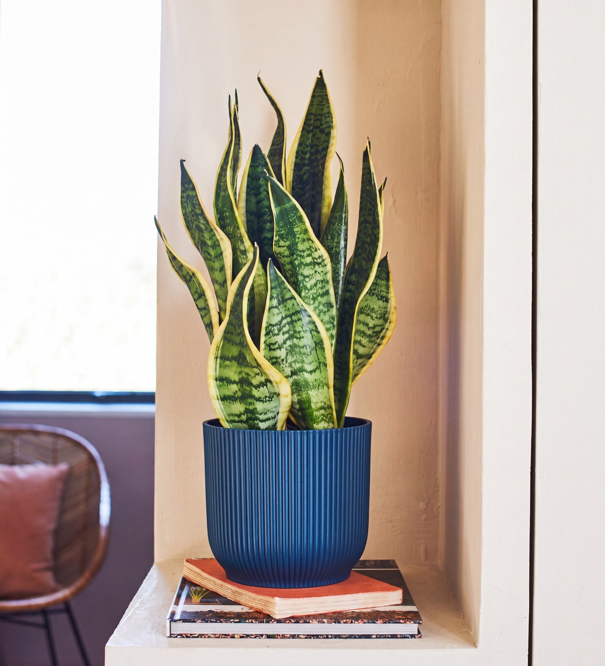 snake plant for sale uk Snake Plant