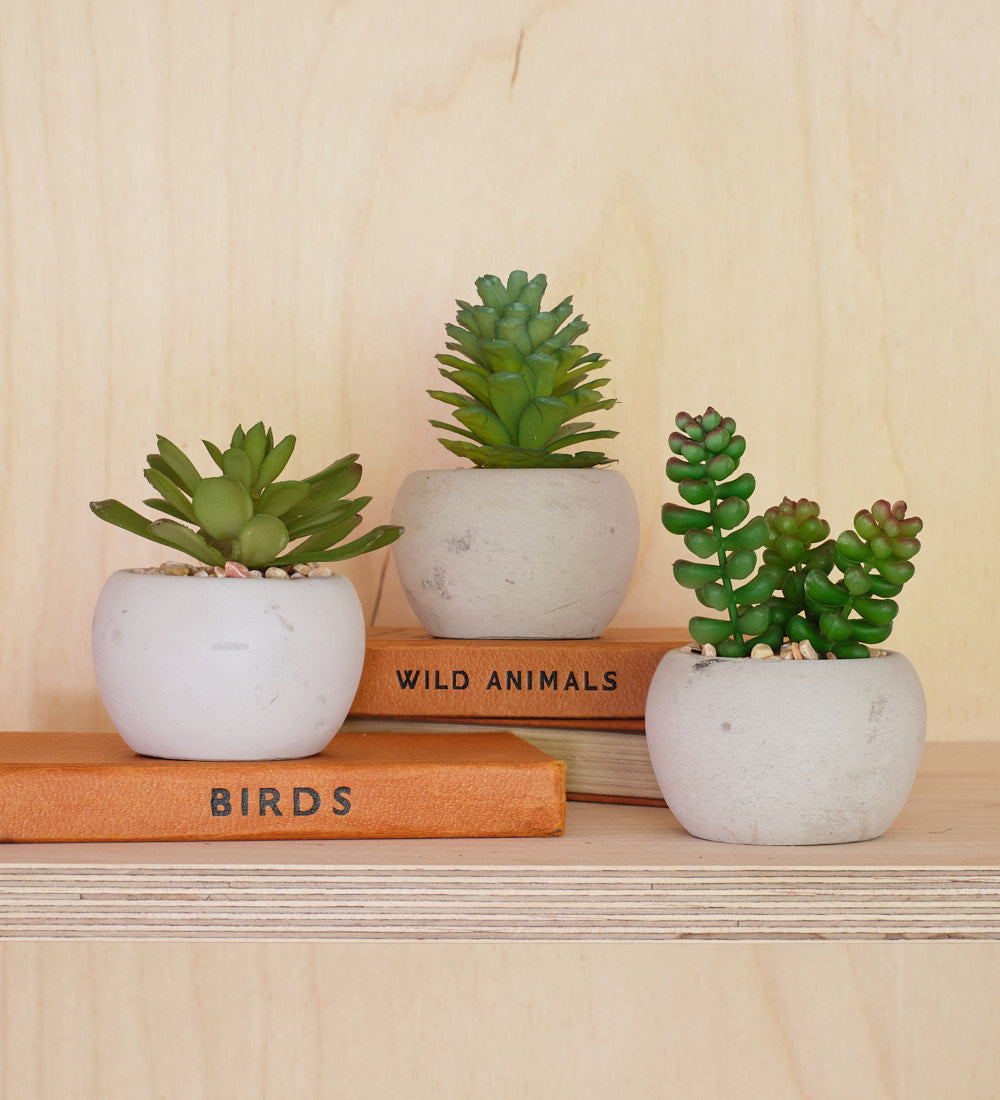 indoor succulents uk Artificial Mini Succulent & Pot