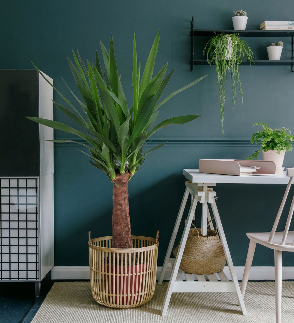 yucca indoor plant care uk Yucca Plant