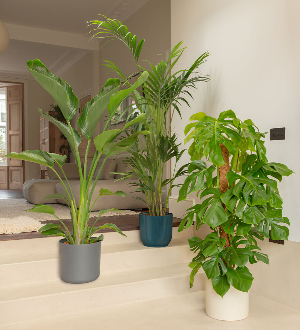 Tall Living Room Plants 34 Best Low Light Indoor Plants Our Favorite