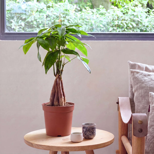 Grower's Pot