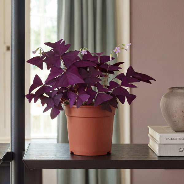 Grower's Pot