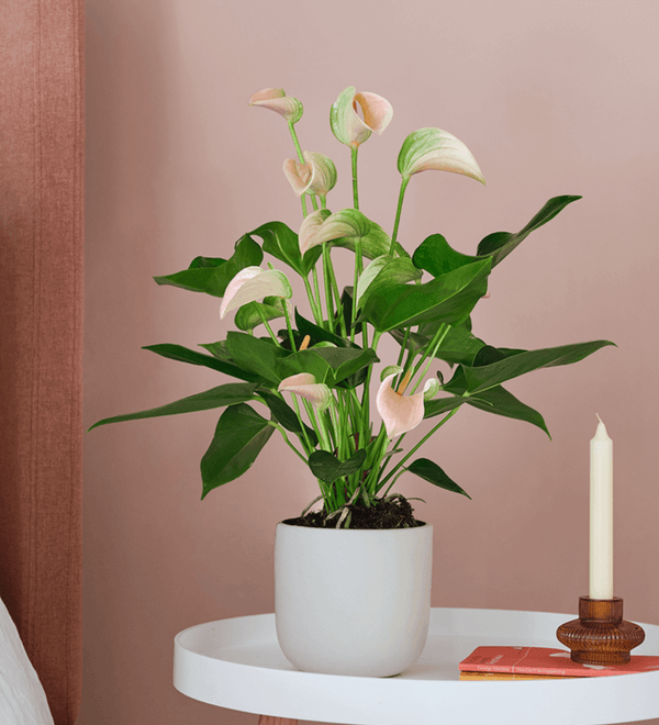 Peach Anthurium & Pot