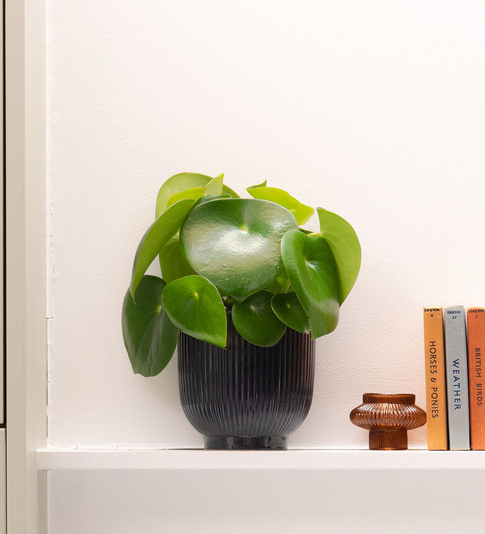 raindrop house plant Pilea Raindrop