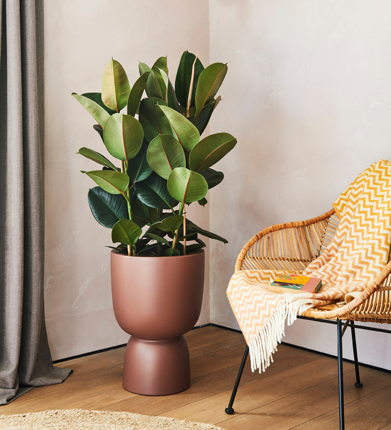 Rubber Plant Large