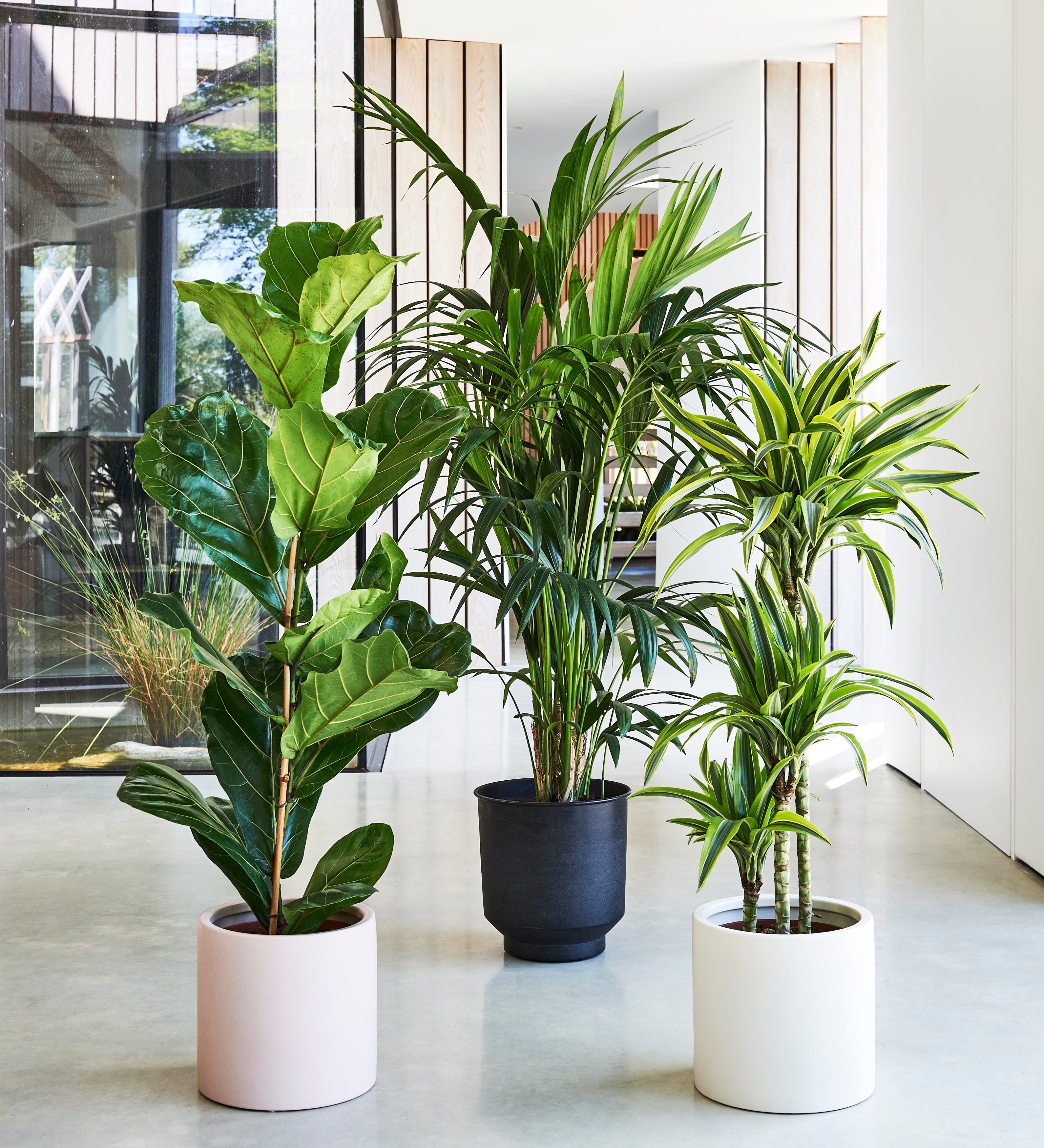 really tall indoor plants Large Plant Bundle