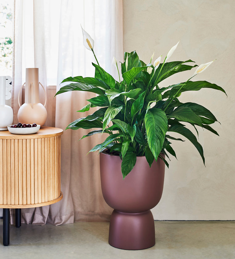 Peace Lily Large