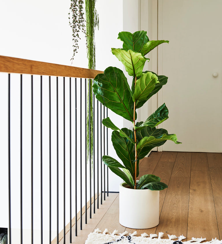 fig tree house plant Fiddle-Leaf Fig (Ficus Lyrata)