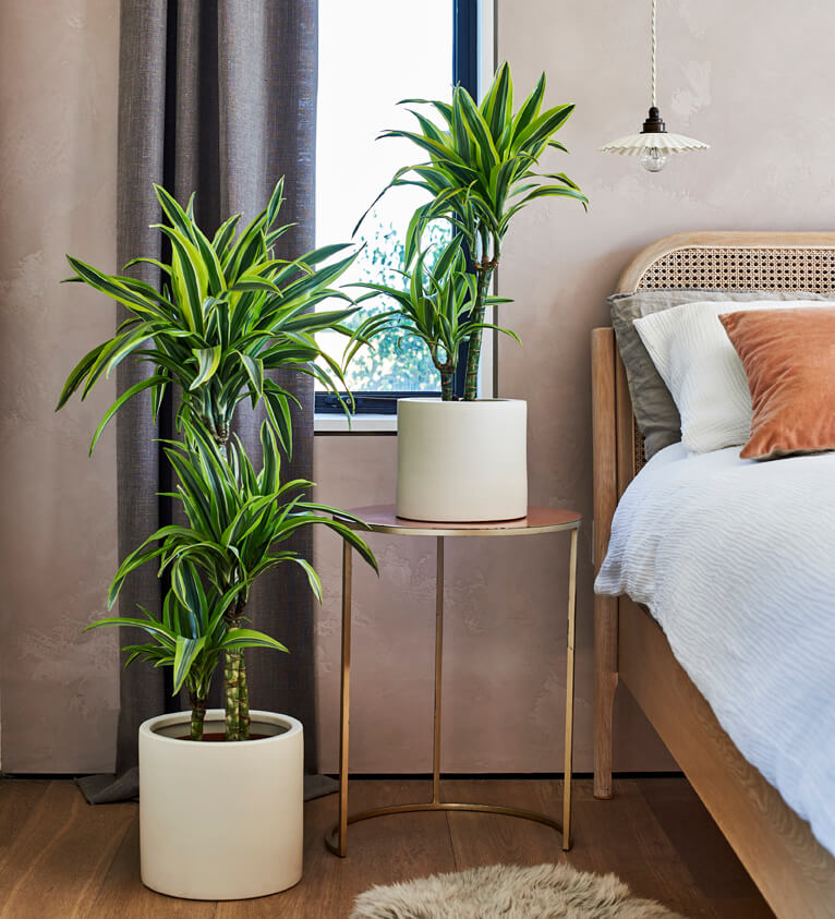 dracaena in bedroom Dracaena Deremensis 'Lemon & Lime' Indoor Houseplant