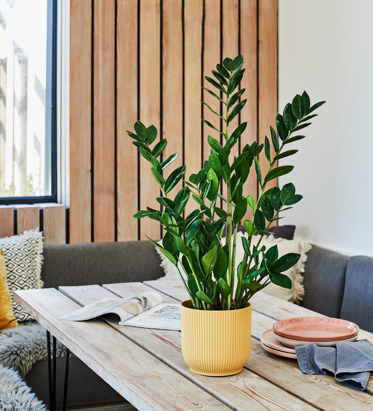 Unkillable Plant Bundle